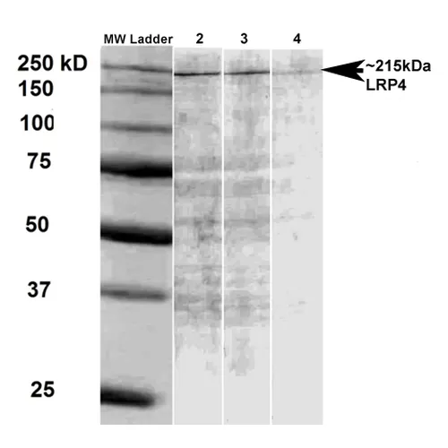 LRP4 (Extracellular) Antibody: APC - image 3