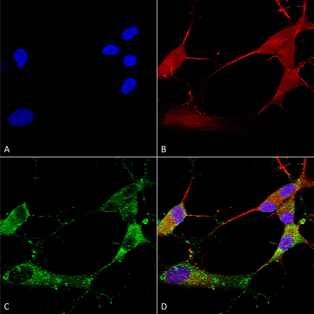 TARP Gamma2/4/8 (Stargazin) Antibody: PerCP - image 1