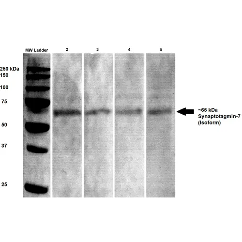 Synaptotagmin-7 Antibody: PerCP - image 2