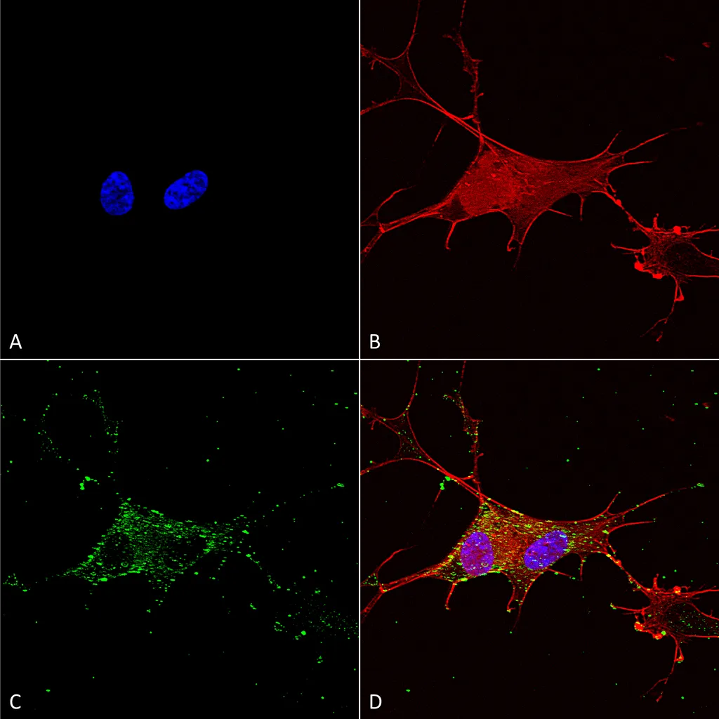 Synaptotagmin-7 Antibody: PerCP - image 1