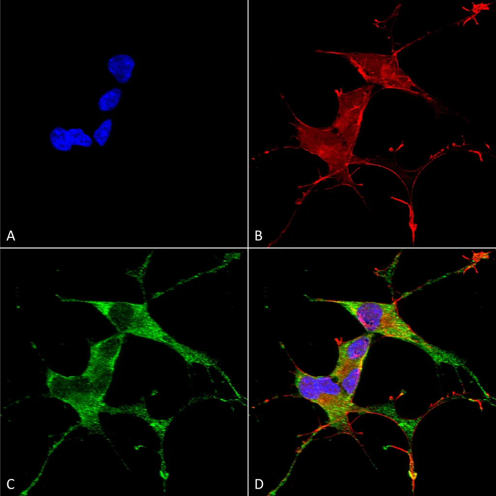 LRRK2/Dardarin Antibody: FITC - image 1