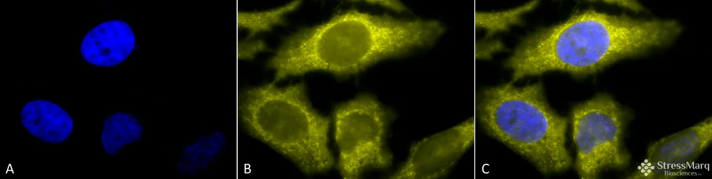 TCP1 alpha Antibody: Biotin - image 1
