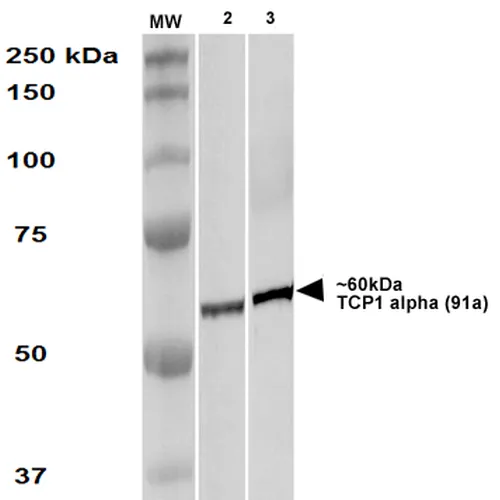 TCP1 alpha Antibody: FITC - image 2