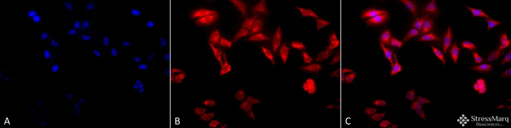 TCP1 alpha Antibody: FITC - image 3