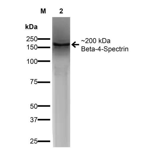 beta 4 Spectrin Antibody - image 2