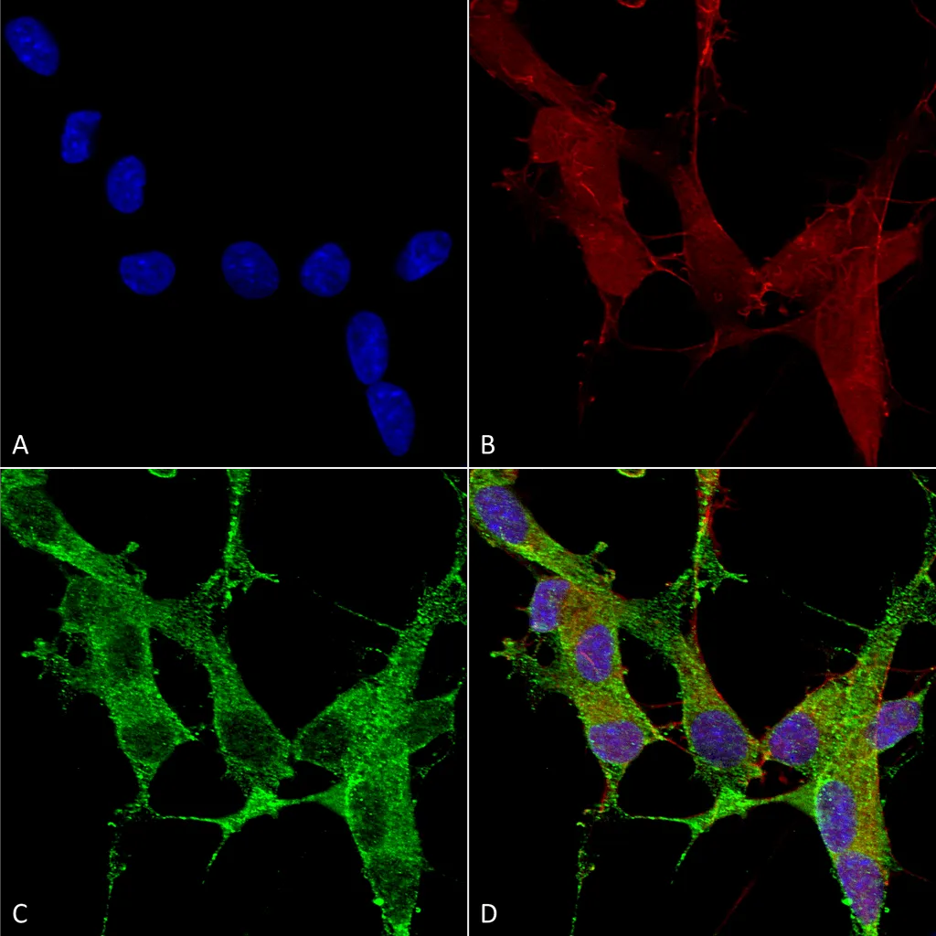 beta 4 Spectrin Antibody - image 1
