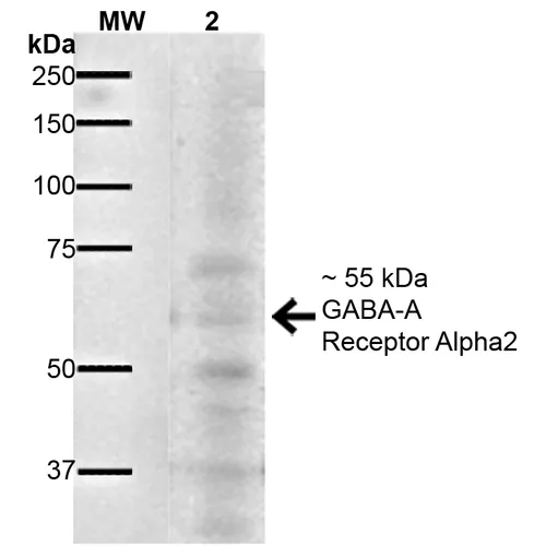 GABA-A Receptor Alpha 2 Antibody: FITC - image 2