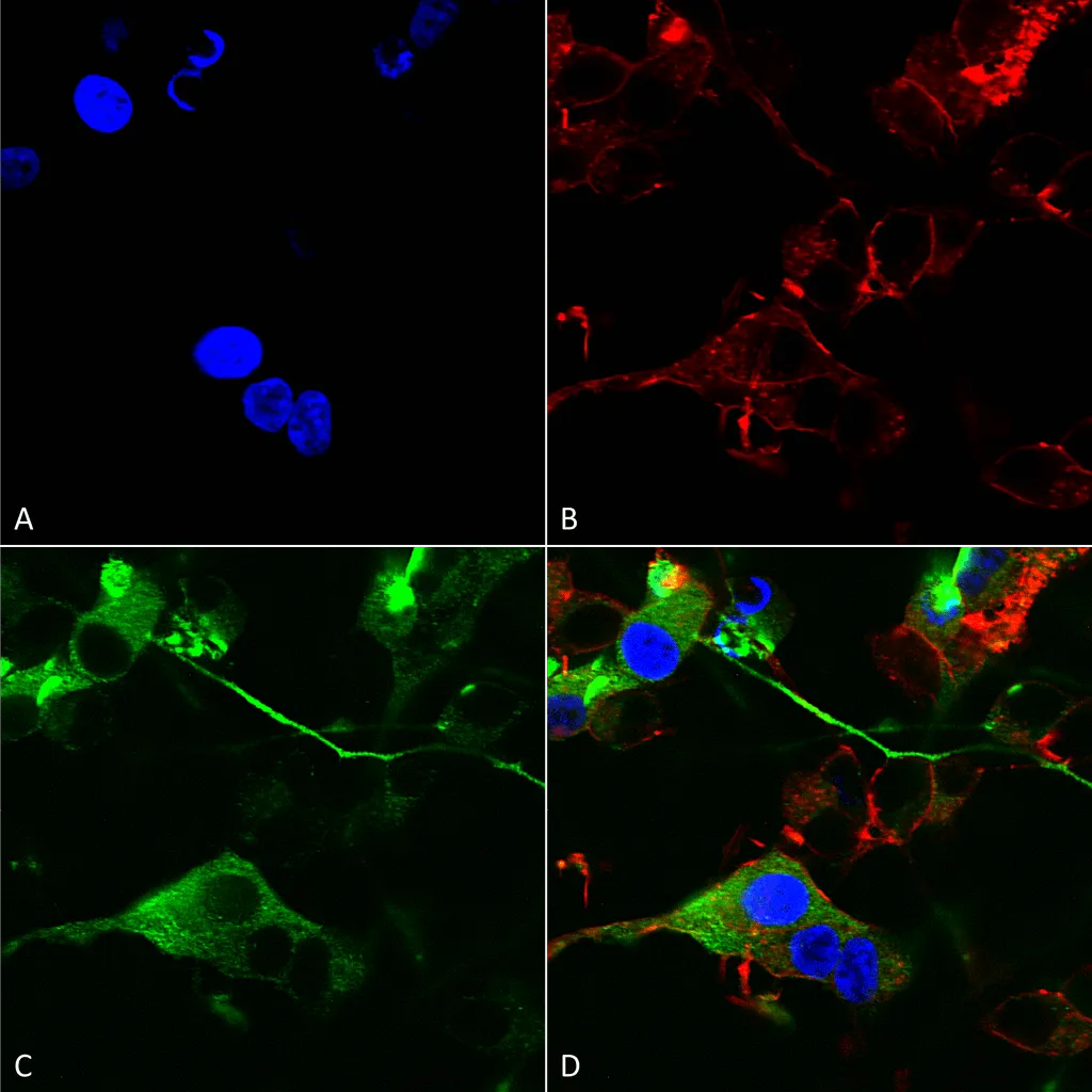 GABA-A Receptor Alpha 2 Antibody: FITC - image 1