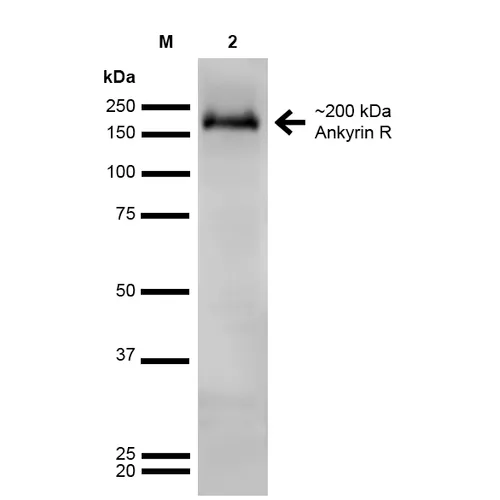 Ankyrin R Antibody - image 2