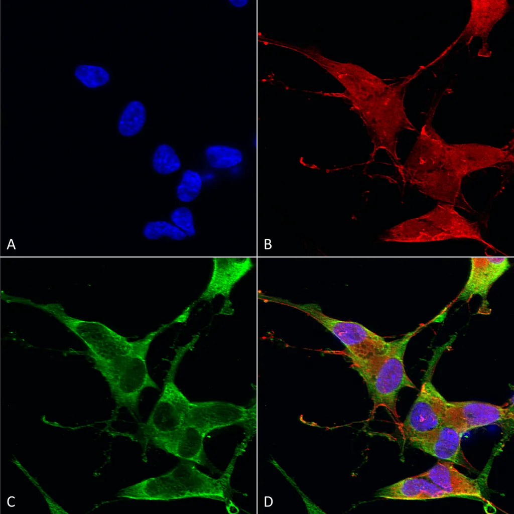 Ankyrin R Antibody: APC - image 1