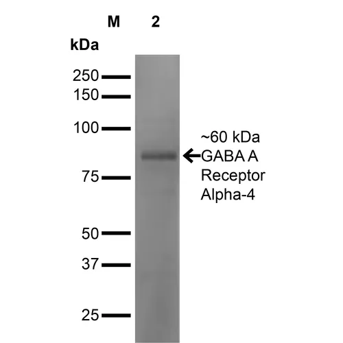 GABA-A Receptor Alpha 4 Antibody: PerCP - image 2