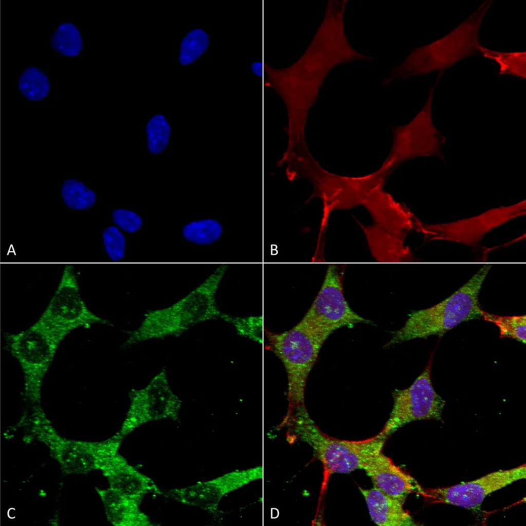 GABA-A Receptor Alpha 4 Antibody: PerCP - image 1