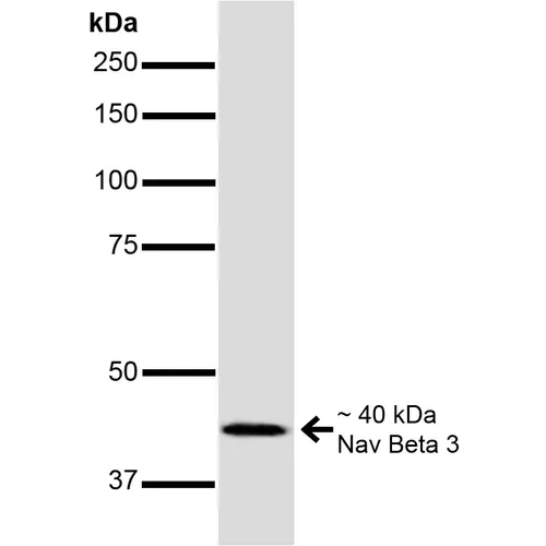 Nav beta3 Antibody - image 2