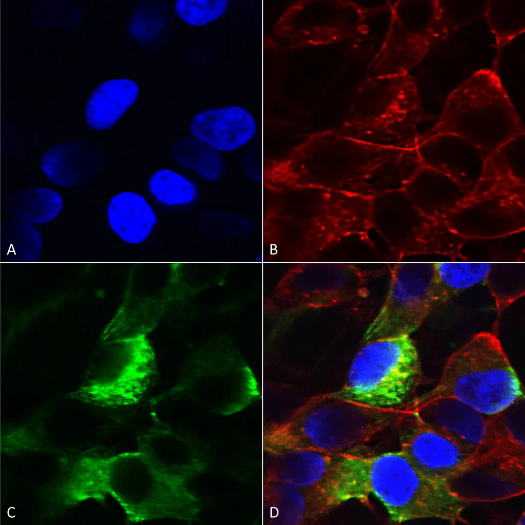 Nav beta3 Antibody - image 1