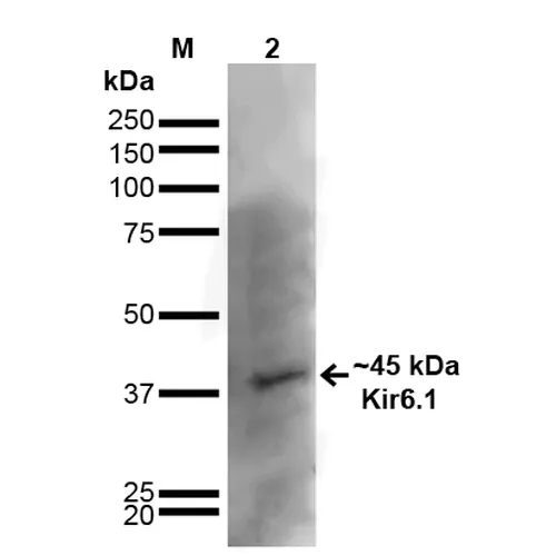 Kir6.1 Antibody - image 2