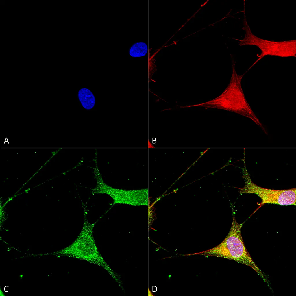 Kir6.1 Antibody - image 1