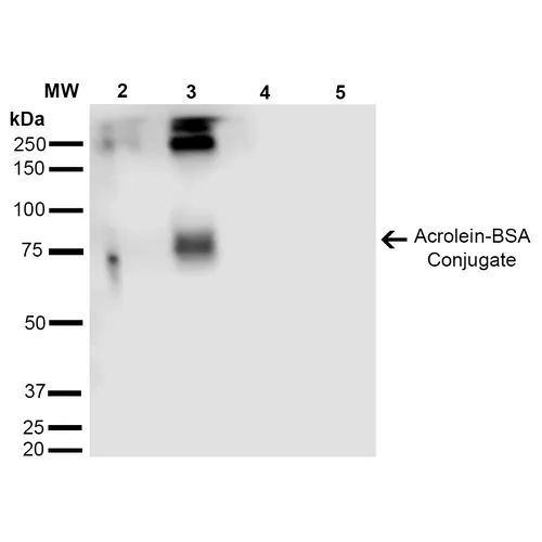 Acrolein Antibody - image 2