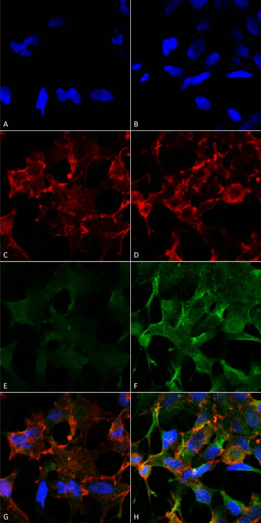Acrolein Antibody - image 1