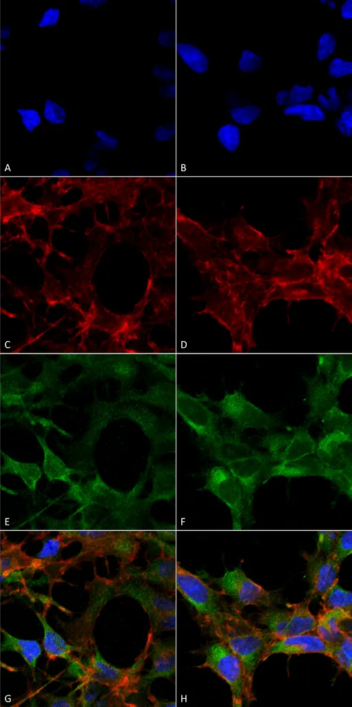 Acrolein Antibody: PerCP - image 2