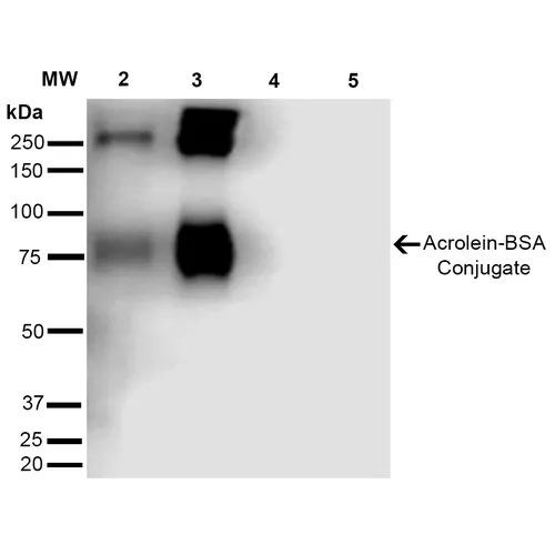 Acrolein Antibody: PerCP - image 3