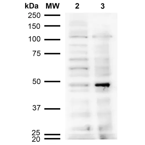 Acrolein Antibody: PerCP - image 5