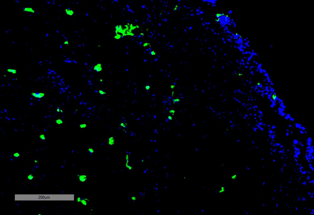 Acrolein Antibody: PerCP - image 1
