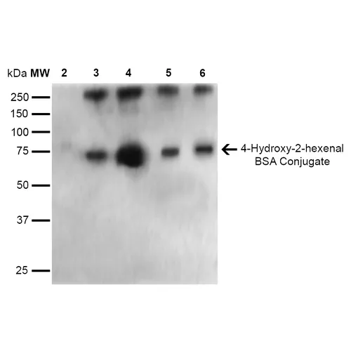 4-Hydroxy-2-hexenal Antibody: Biotin - image 2