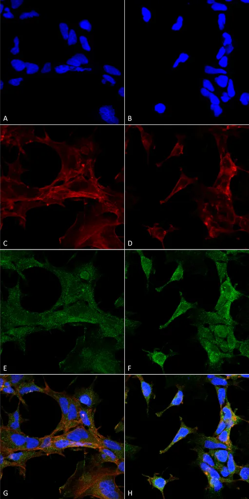 4-Hydroxy-2-hexenal Antibody: Biotin - image 1