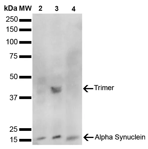 Alpha Synuclein Antibody - image 2