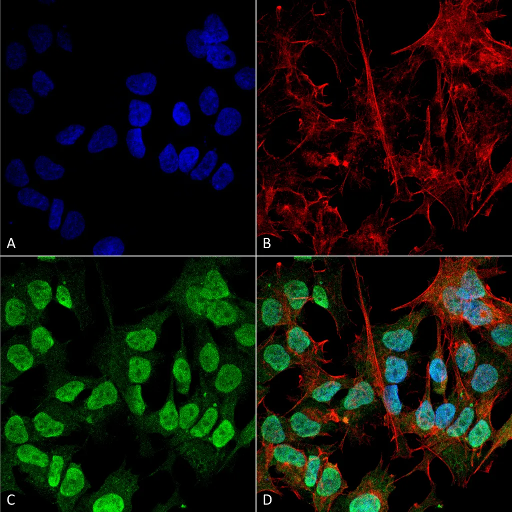Alpha Synuclein Antibody: HRP - image 1