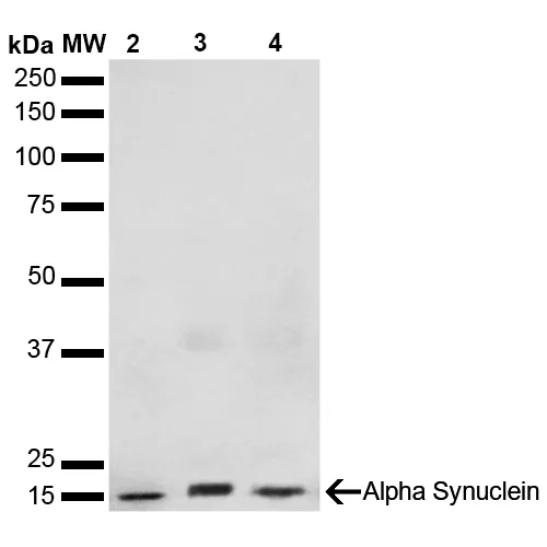 Alpha Synuclein Antibody - image 2
