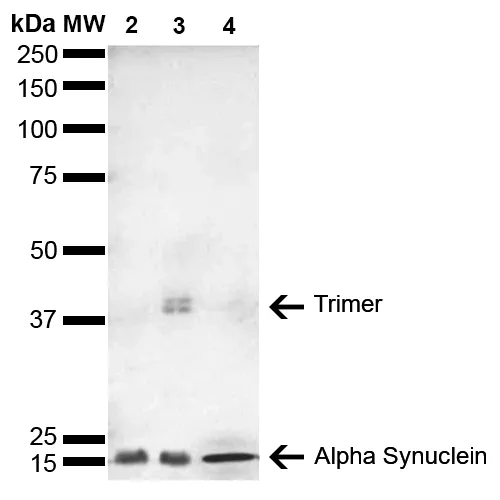 Alpha Synuclein Antibody: HRP - image 2