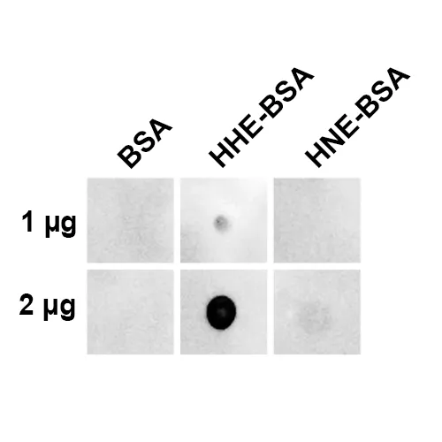4-Hydroxy-2-hexenal Antibody: FITC - image 1