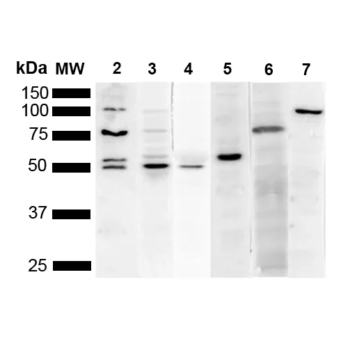 KDEL Antibody - image 2