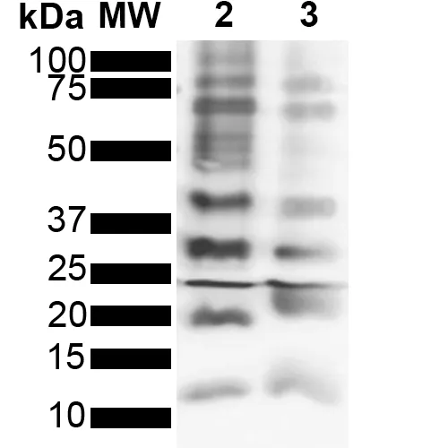 Ubiquitin Antibody - image 1