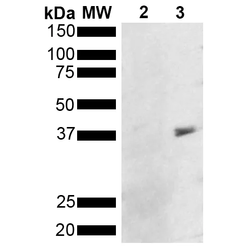 Metallothionein Antibody: PerCP - image 1