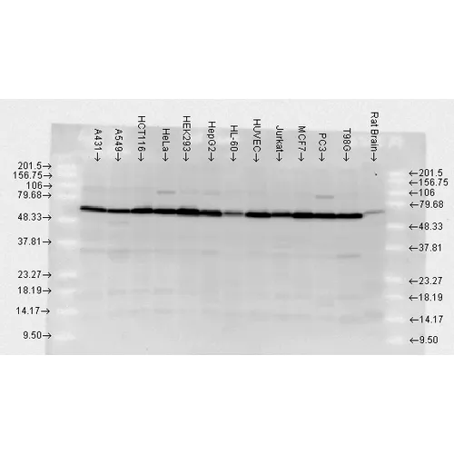 HSP70 Antibody - image 3