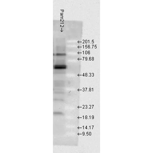 HSP70 Antibody - image 5