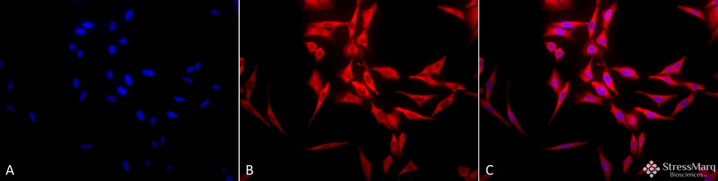 HSP70 Antibody - image 6