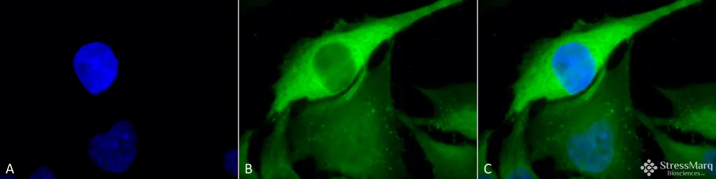 HSP70 Antibody - image 1