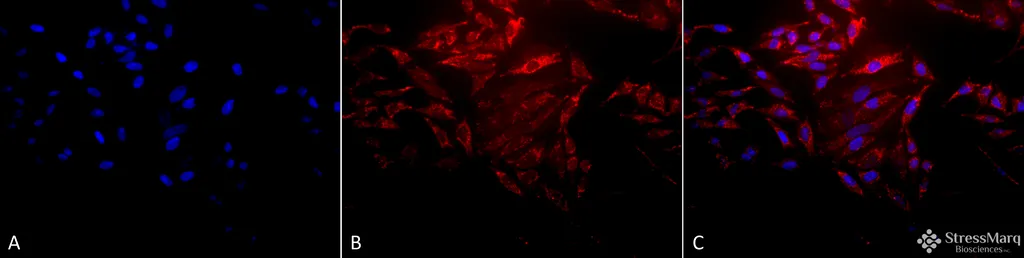 HSP60 Antibody - image 4