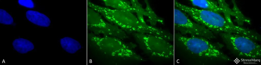 HSP60 Antibody - image 1