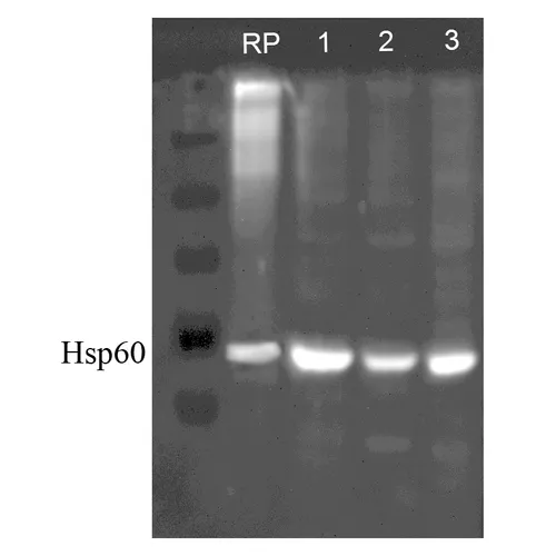 HSP60 Antibody - image 3