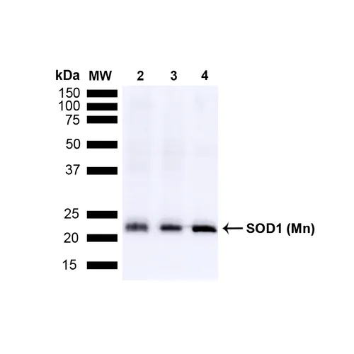 SOD (Mn) Antibody: HRP - image 2