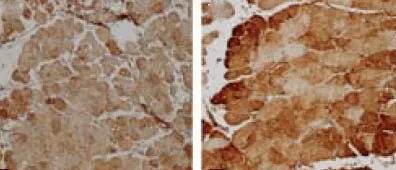 SOD (Mn) Antibody: HRP - image 1