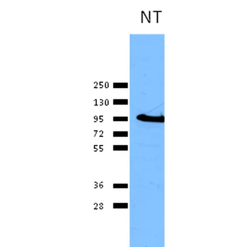 Calnexin-NT Antibody: Biotin - image 2