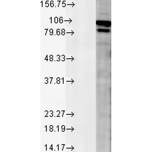 Calnexin-NT Antibody: Biotin - image 4