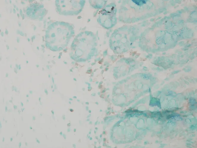 Calnexin-NT Antibody: Biotin - image 5