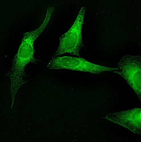 Calnexin-NT Antibody: Biotin - image 1