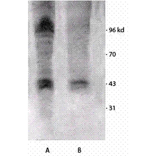 Phosphothreonine Antibody: Biotin - image 2